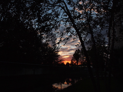 [The treeline on the left and the trees on the right are dark leaving an inverted triangle of blue in the center. The blue is peppered with leaves from one tree and has swathes of white clouds. At the bottom tip of the triangle is a bright orange patch of sky. The orange and some blue are reflected in water that is under the tree.]